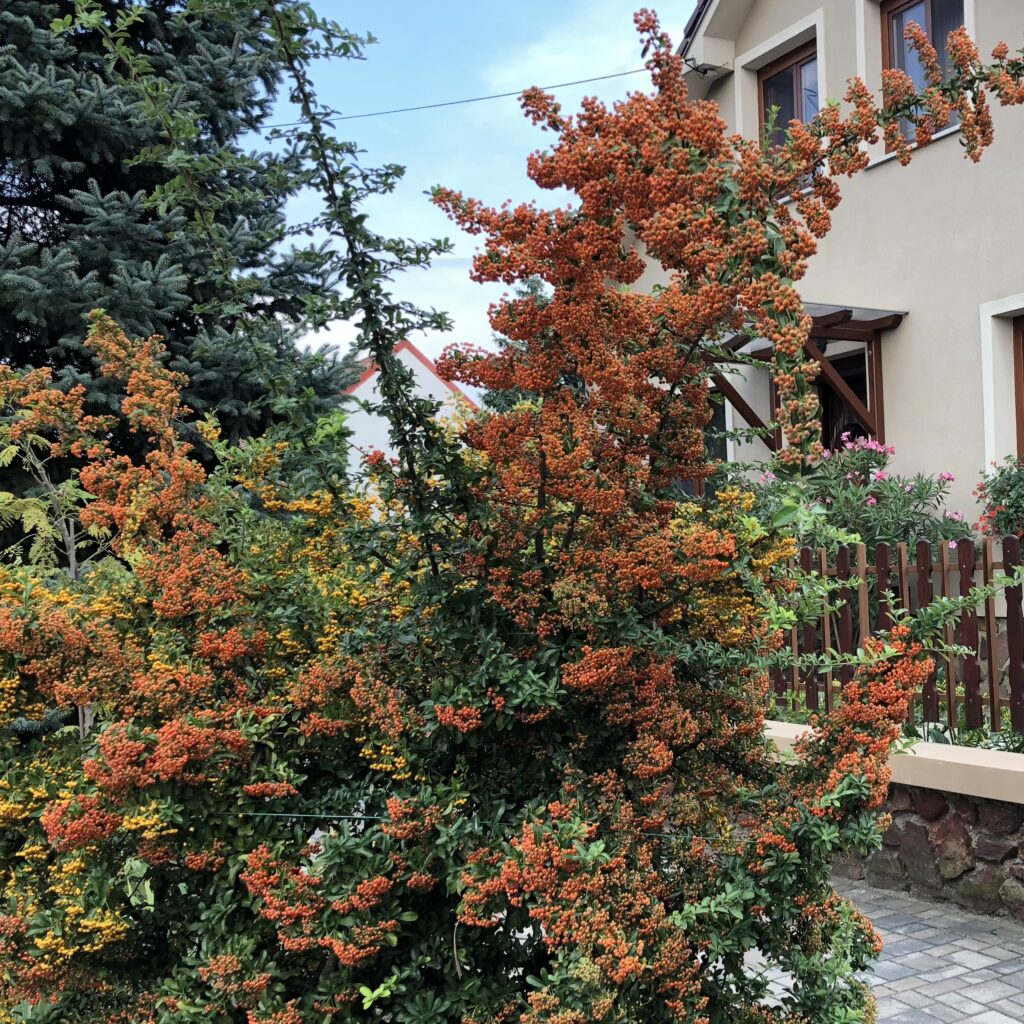 Tűztövis (pyracantha ‘Teton’)