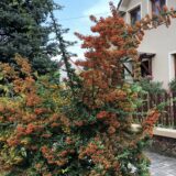 Tűztövis (pyracantha 'Teton') Hungaroplant.hu