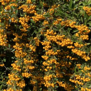 Kezdőoldal Tűztövis (pyracantha hybrida 'Orange Glow')