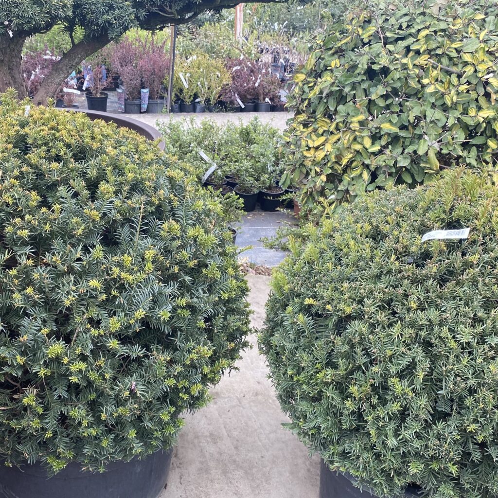 Gömbformára nyírt közönséges tiszafa (taxus baccata)