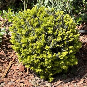 Gömbformára nyírt közönséges tiszafa (taxus baccata)