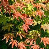 Japán juhar (acer 'north wind') Hungaroplant.hu