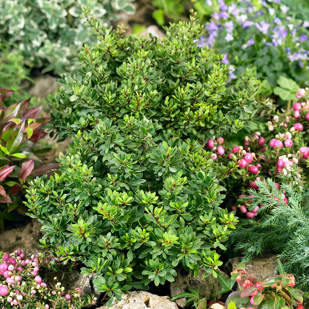 Berberis thunbergii Kobold