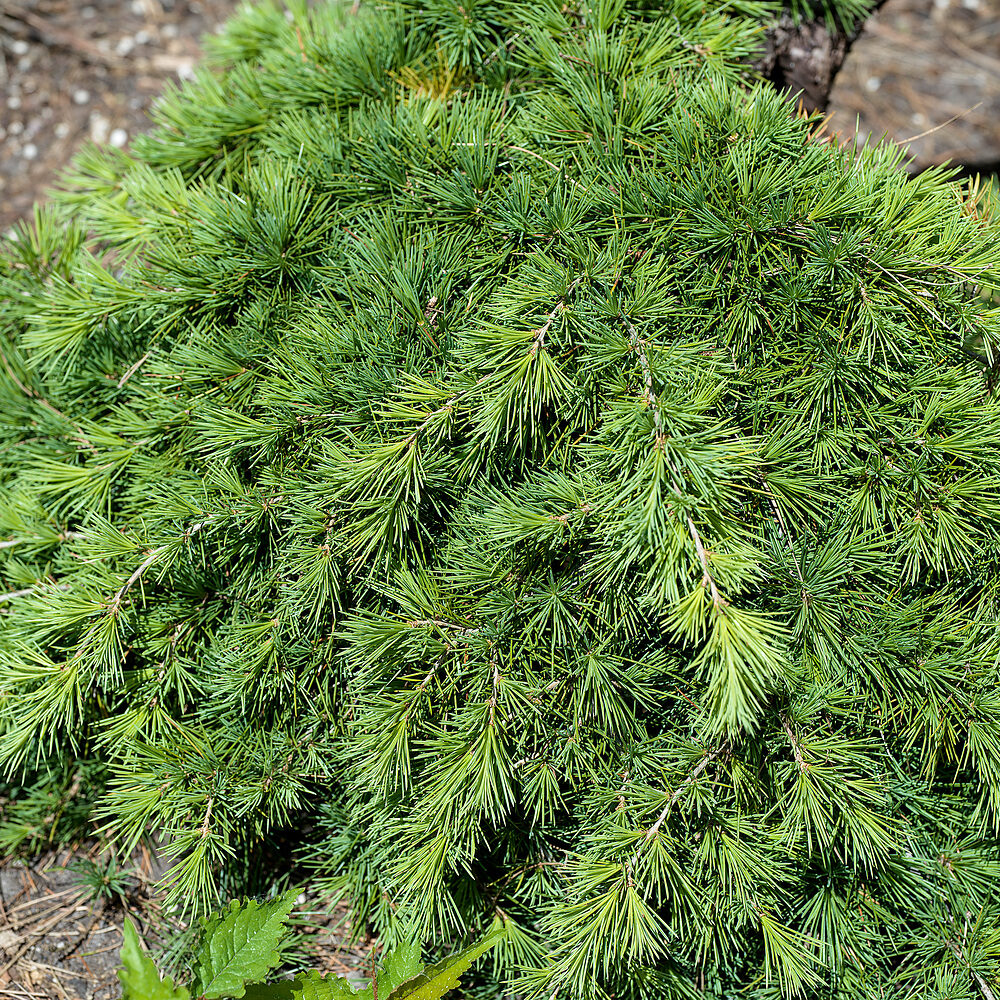 Cedrus Prostrata Hungaroplant.hu