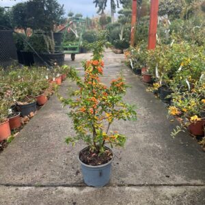Tűztövis (pyracantha ‘Teton’)
