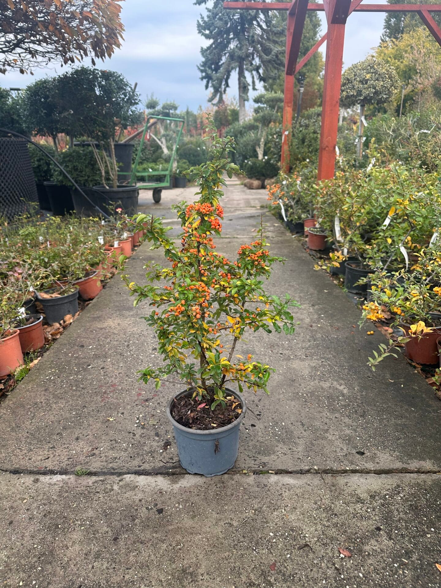 img_0616 Hungaroplant.hu