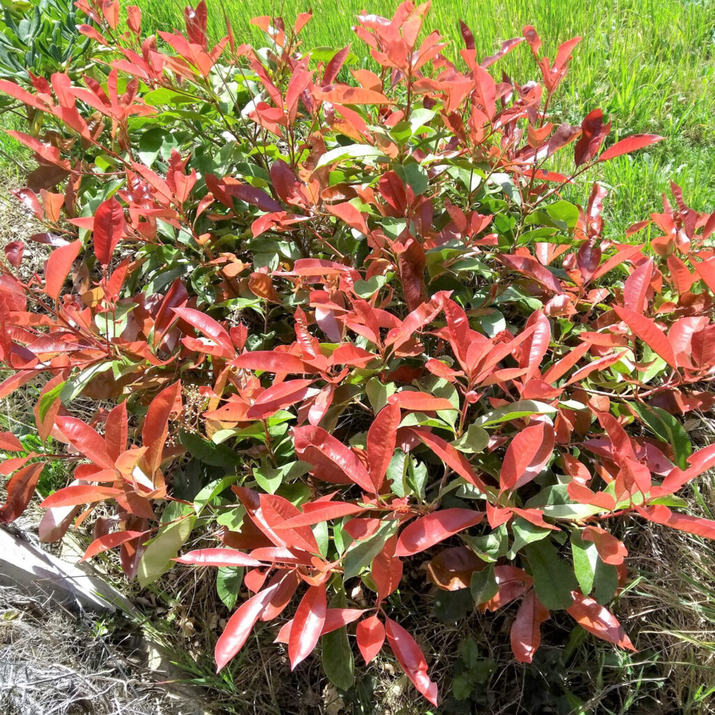 Korallberkenye (photinia serrulata ‘Red Robin’) gömb forma