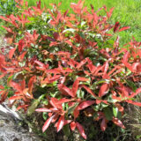 Korallberkenye (photinia serrulata 'Red Robin') gömb forma Hungaroplant.hu