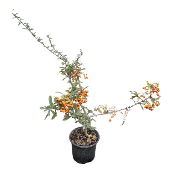 Hungaroplant