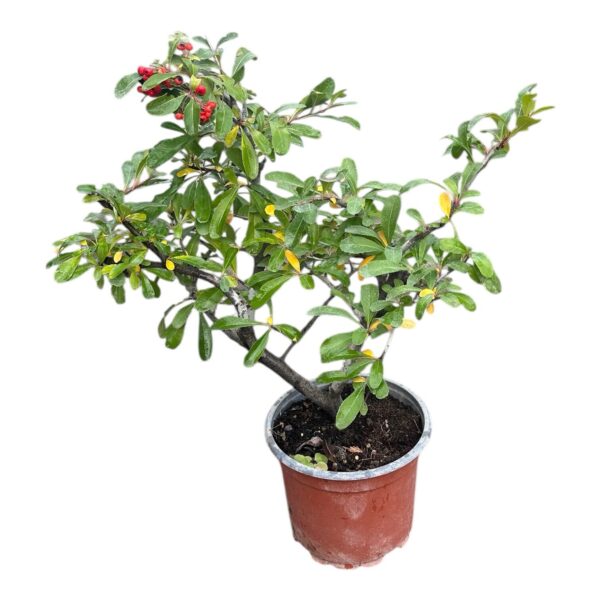 Hungaroplant