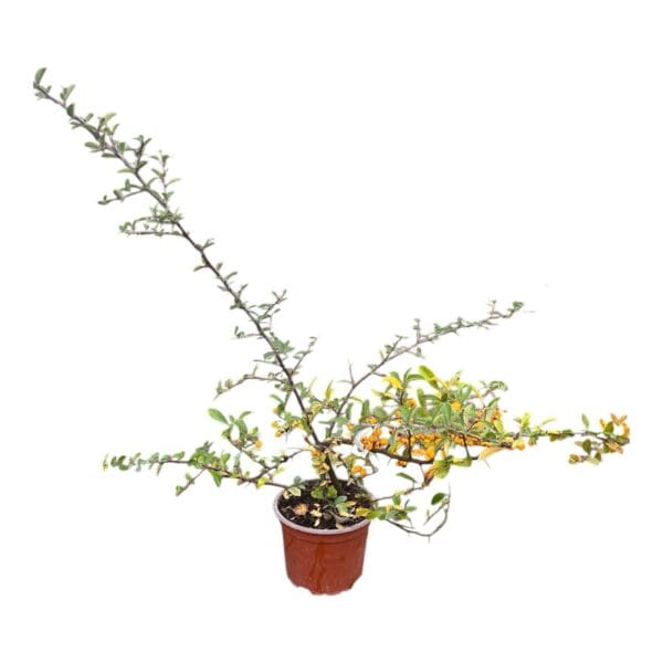 Hungaroplant