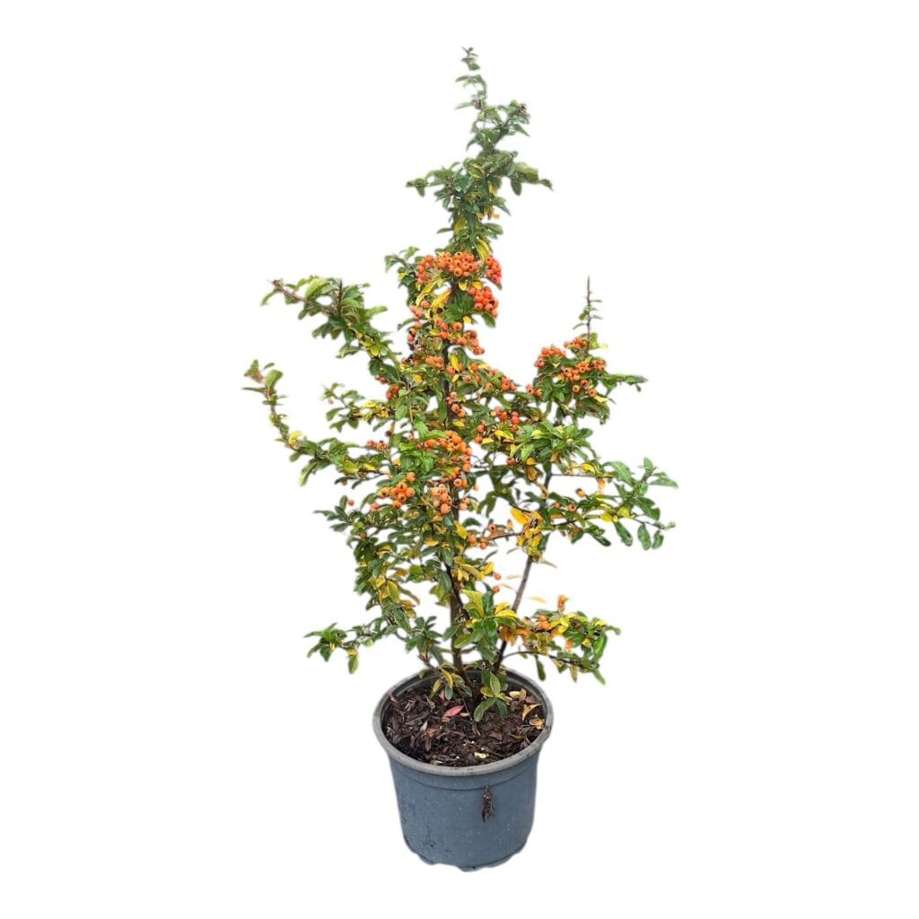Tűztövis (pyracantha ‘Teton’)