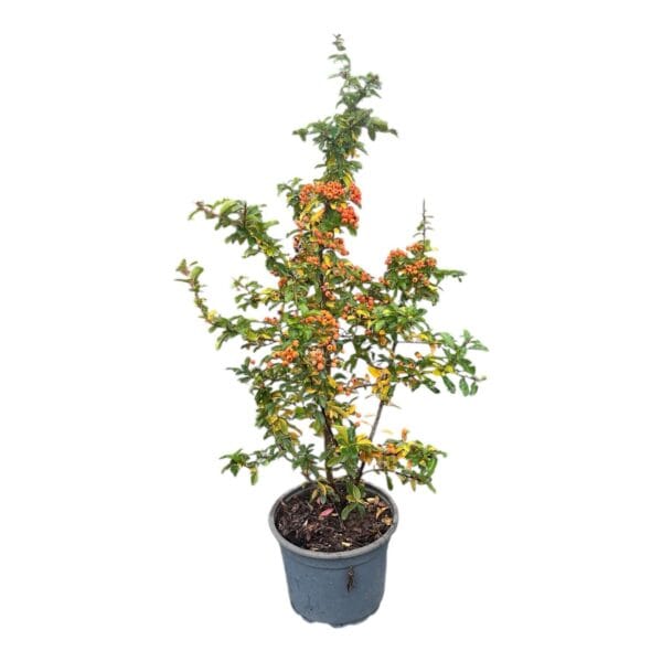 Hungaroplant