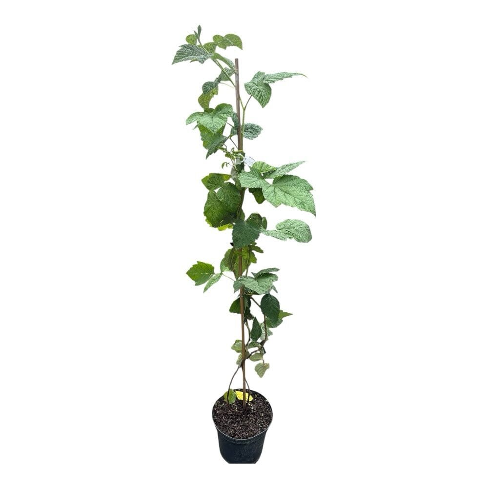 photoroom_005_20251013_073935 Hungaroplant