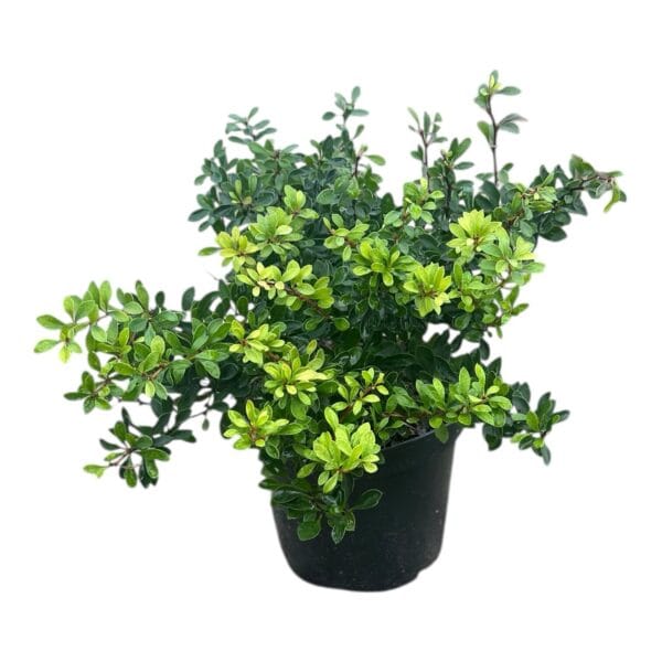 Hungaroplant