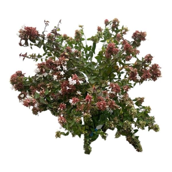 Hungaroplant