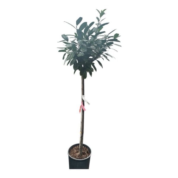 Hungaroplant