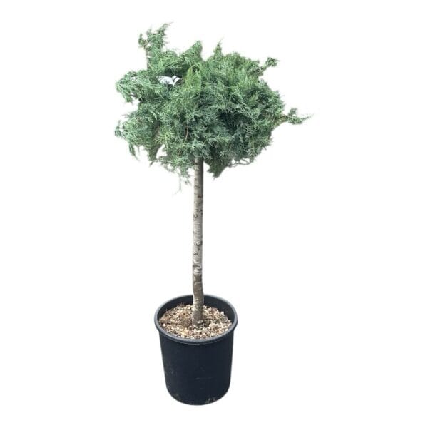Hungaroplant