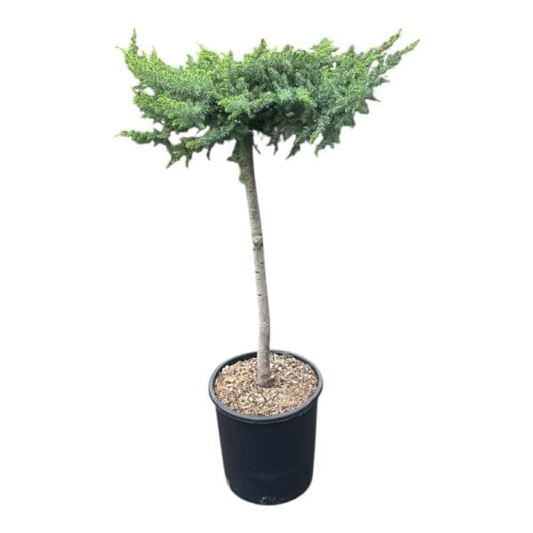 Hungaroplant