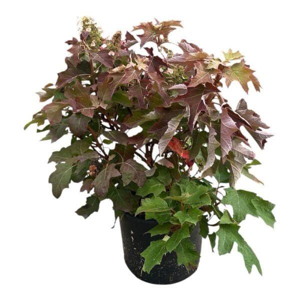 Hungaroplant
