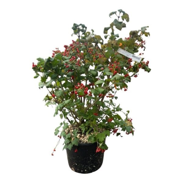 Hungaroplant