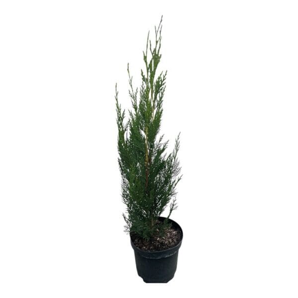 Hungaroplant