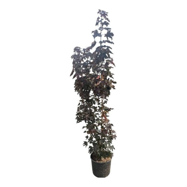 Hungaroplant