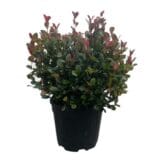 Gömb formára nyírt korallberkenye (Photinia serrulata 'Little Red Robin') Hungaroplant