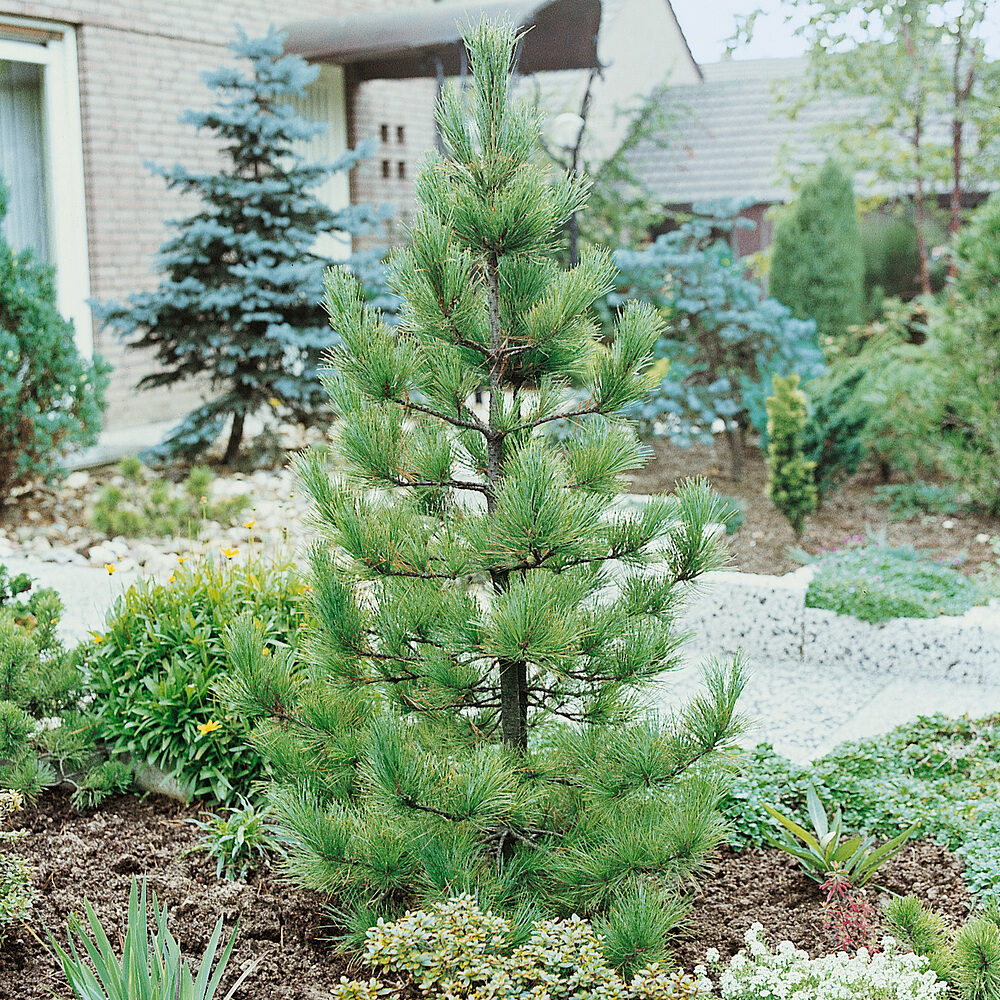 Pinus cembra