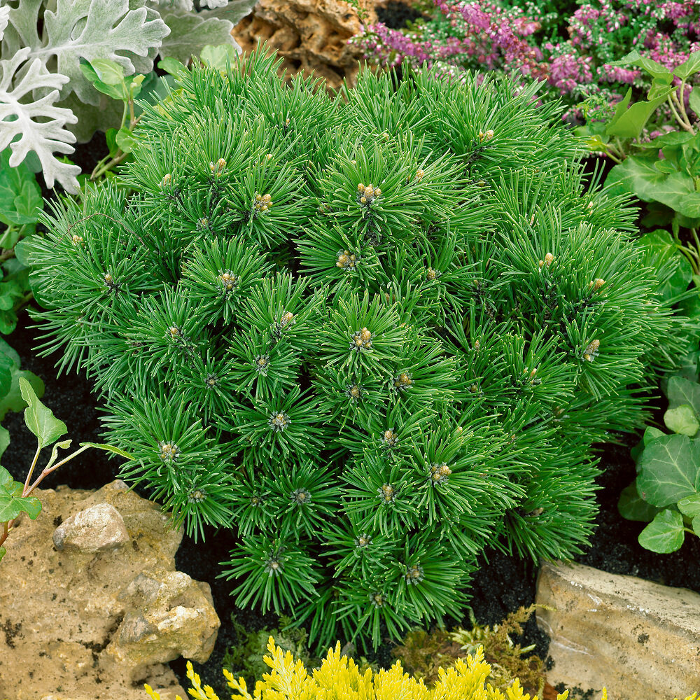 Mops T rpefeny pinus Mugo mops Hungaroplant hu Mops T rpefeny pinus Mugo mops Hungaroplant hu