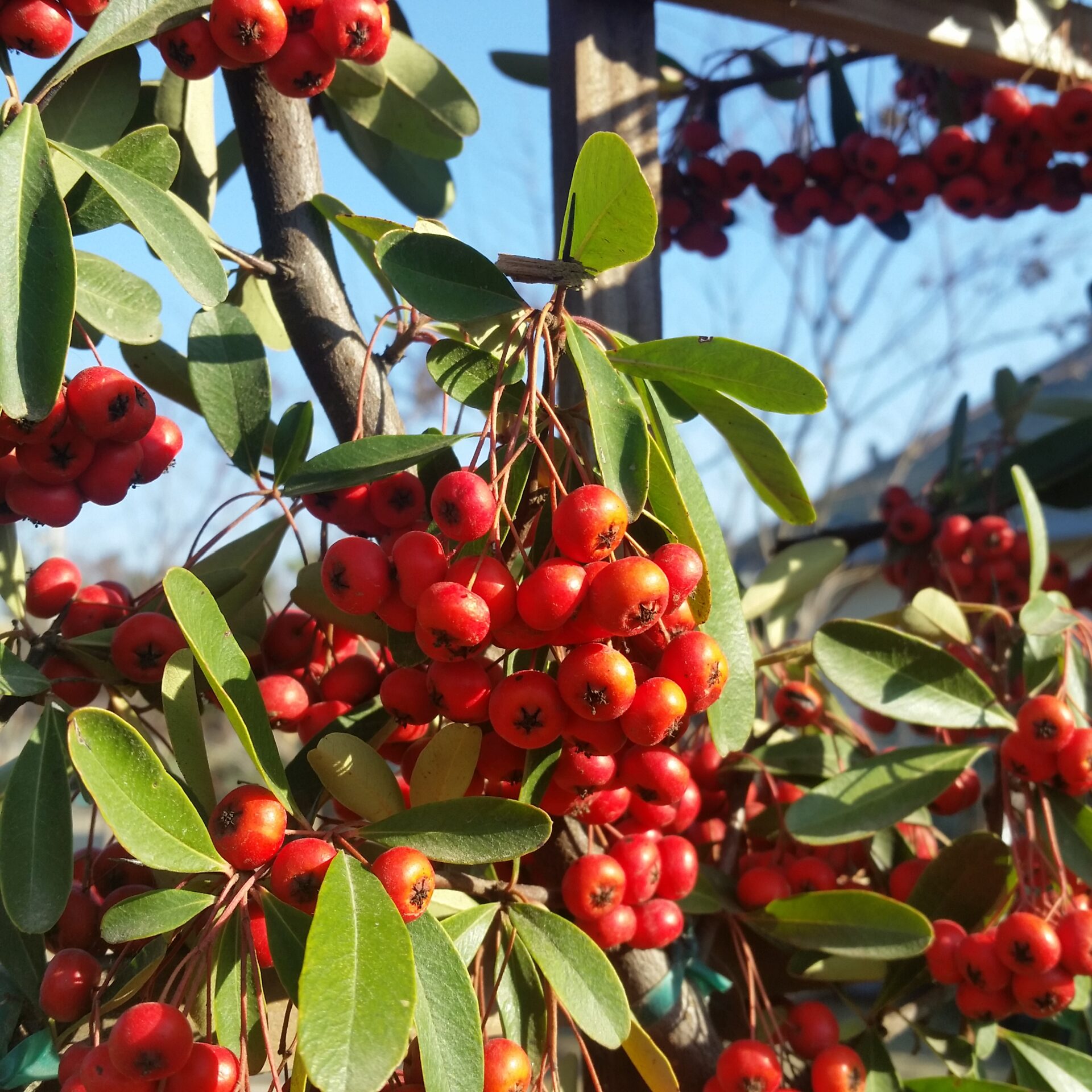 pyracantha 'Santa Cruz'