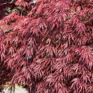Kezdőoldal Csüngő japán juhar ‘Inaba-shidare’ (acer palmatum ‘inaba-shidare’)