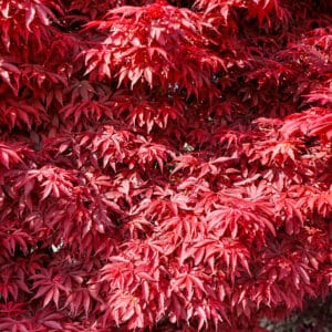 Kezdőoldal Japán juhar ‘Skeeter’s Broom’ (Acer palmatum ‘Skeeter’s Broom’)