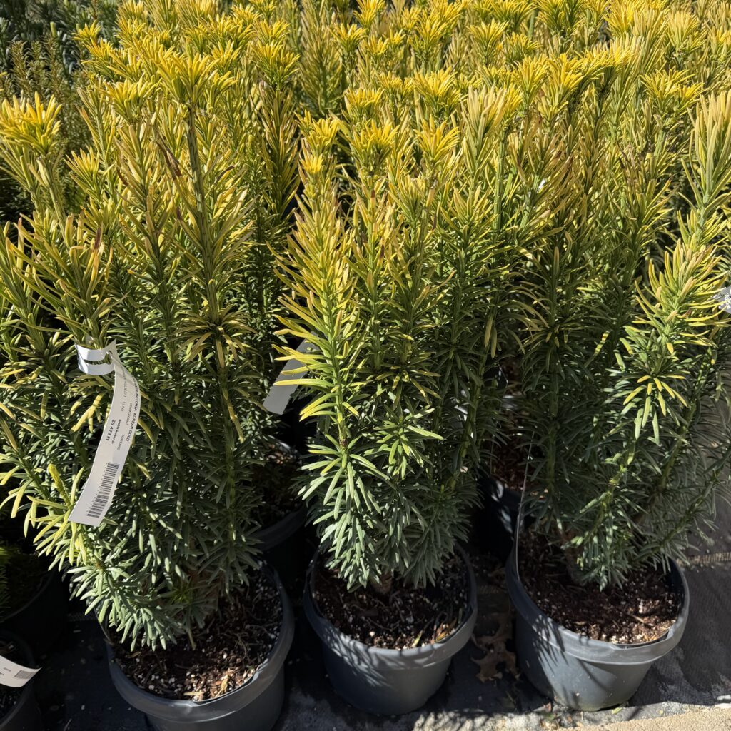 Aranysárga japán szilvafenyő (Cephalotaxus harringtonia ‘Korean Gold’)