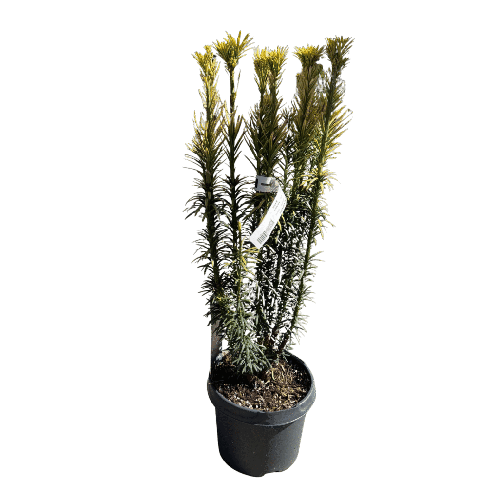 Aranysárga japán szilvafenyő (Cephalotaxus harringtonia ‘Korean Gold’)