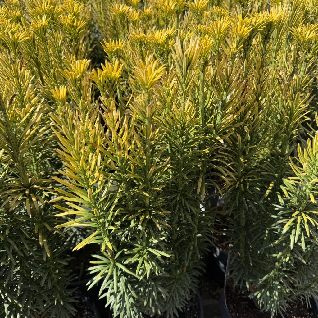 Aranysárga japán szilvafenyő (Cephalotaxus harringtonia ‘Korean Gold’)