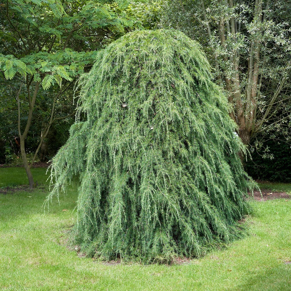 Cedrus Pendula