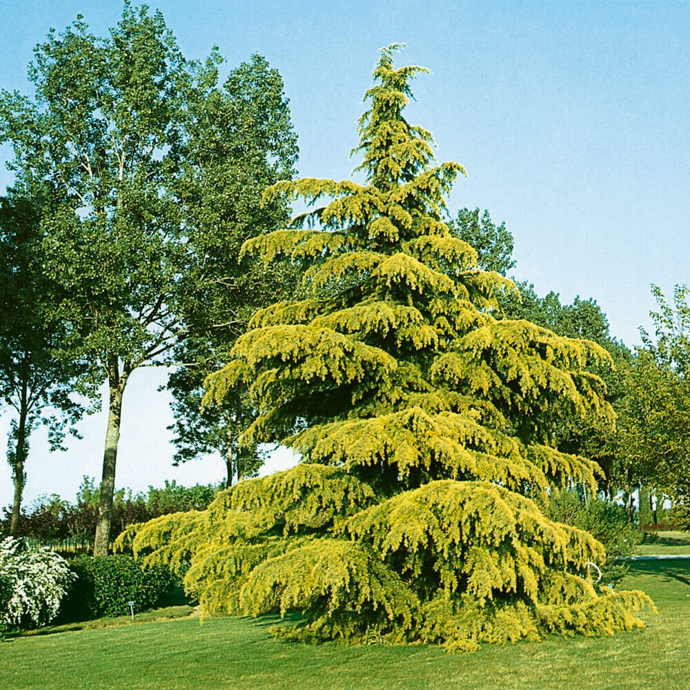 Cedrus deodara Aurea Hungaroplant.hu