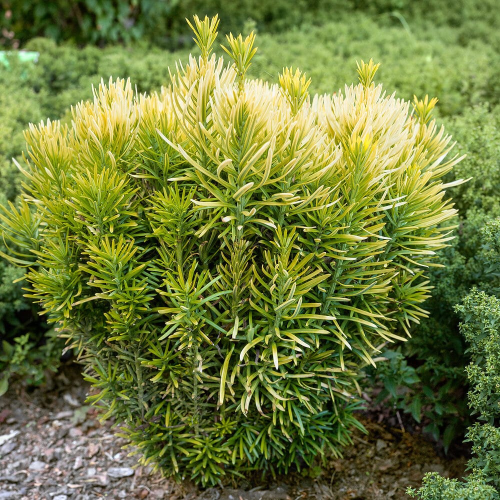 Cephalotaxus Korean Gold Hungaroplant.hu