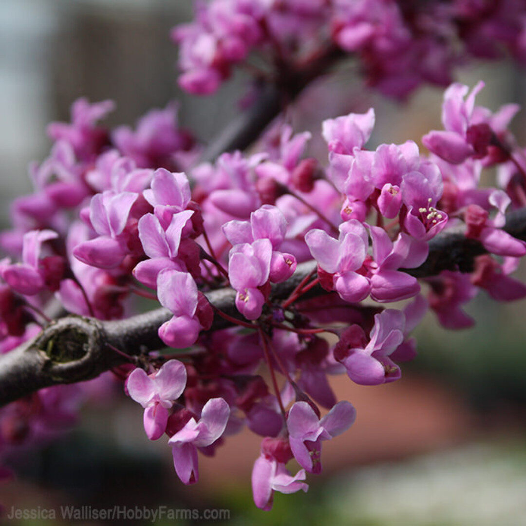 Cercis Merlot Hungaroplant.hu