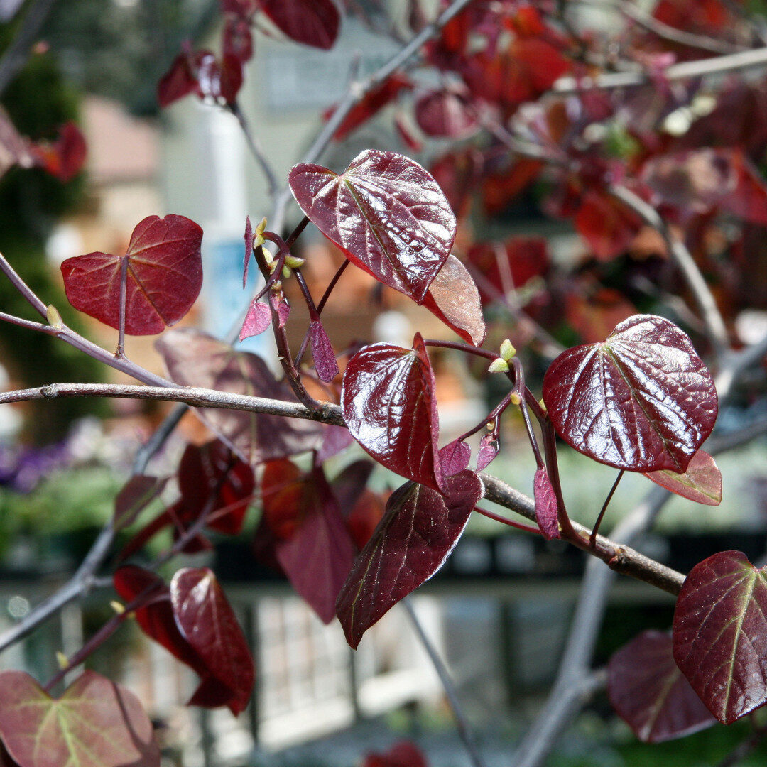 Cercis canadensis Forest Pansy Hungaroplant.hu