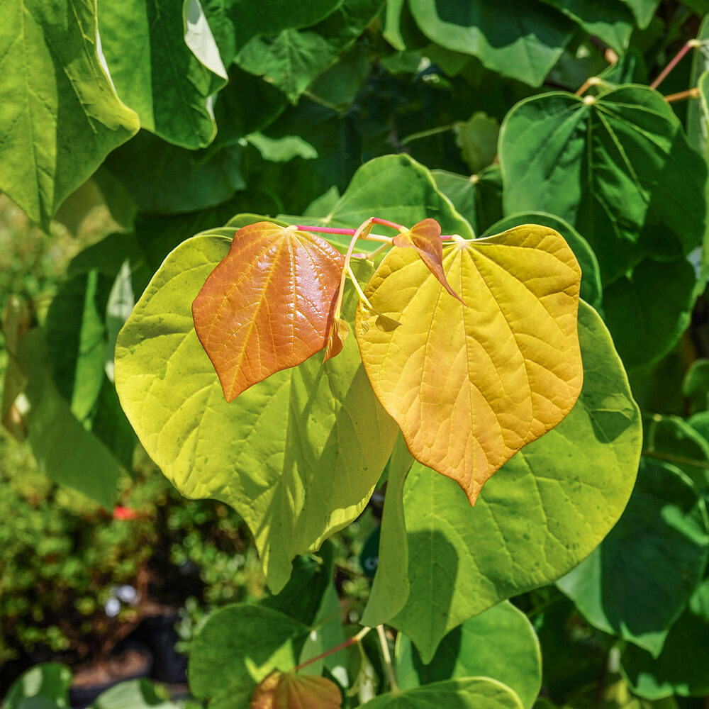 Cercis Rising Sun Hungaroplant.hu