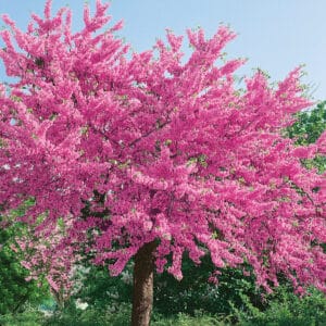 Kezdőoldal Júdásfa (Cercis siliquastrum)