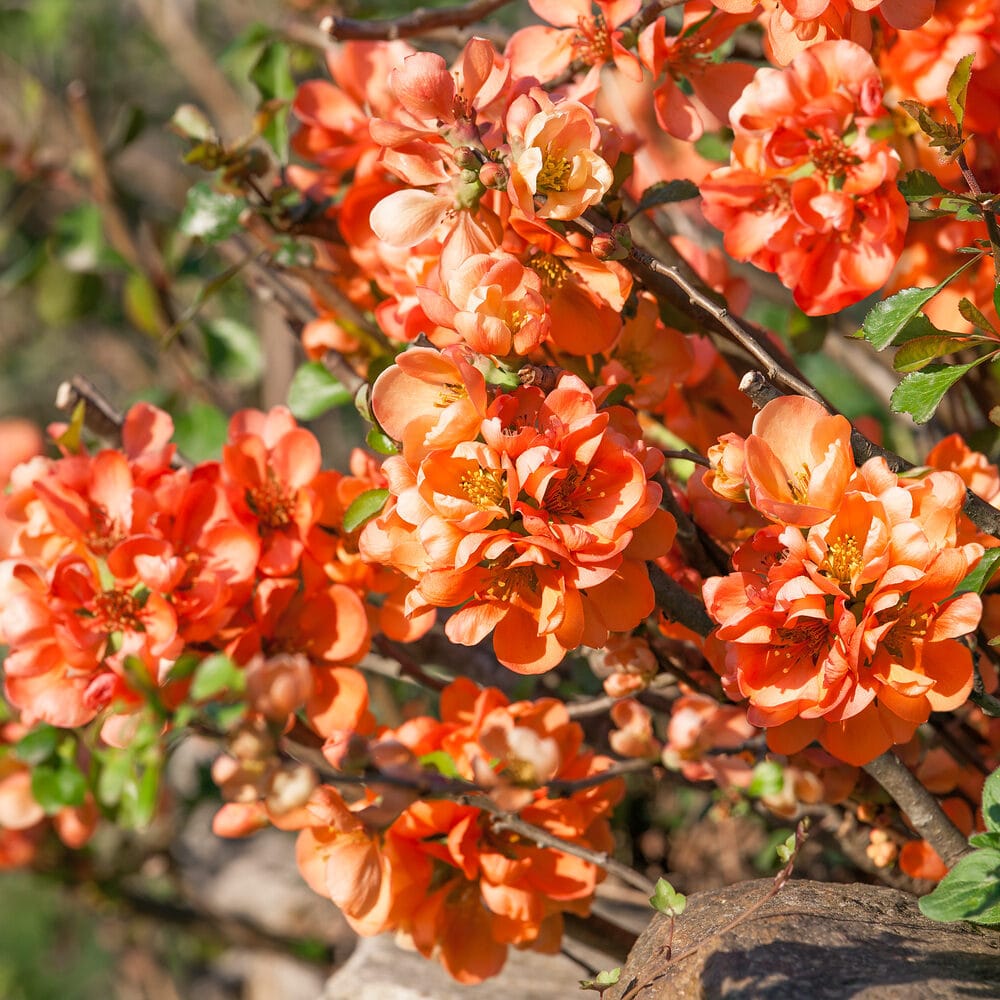 Chaenomeles japonica Hungaroplant.hu