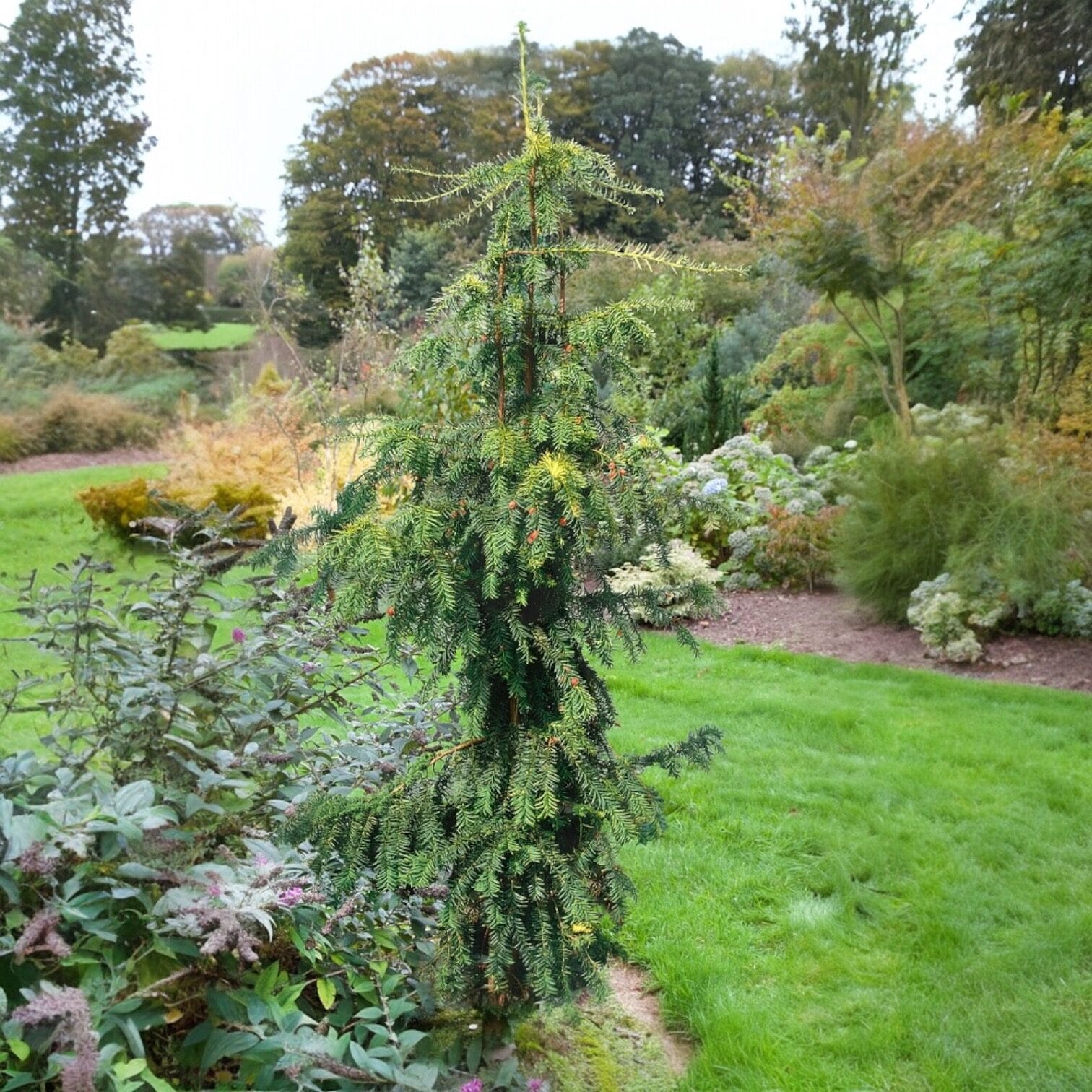 Chamaecyparis lawson Wissel's Saguaro Hungaroplant.hu
