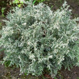 Lawson-hamis ciprus (Chamaecyparis lawsoniana 'Pearly Swirl's')