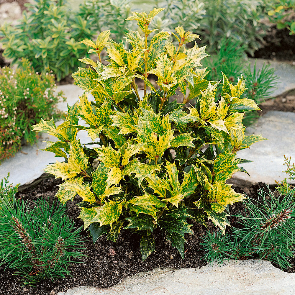 Osmanthus heterophyllus Goshiki Hungaroplant.hu