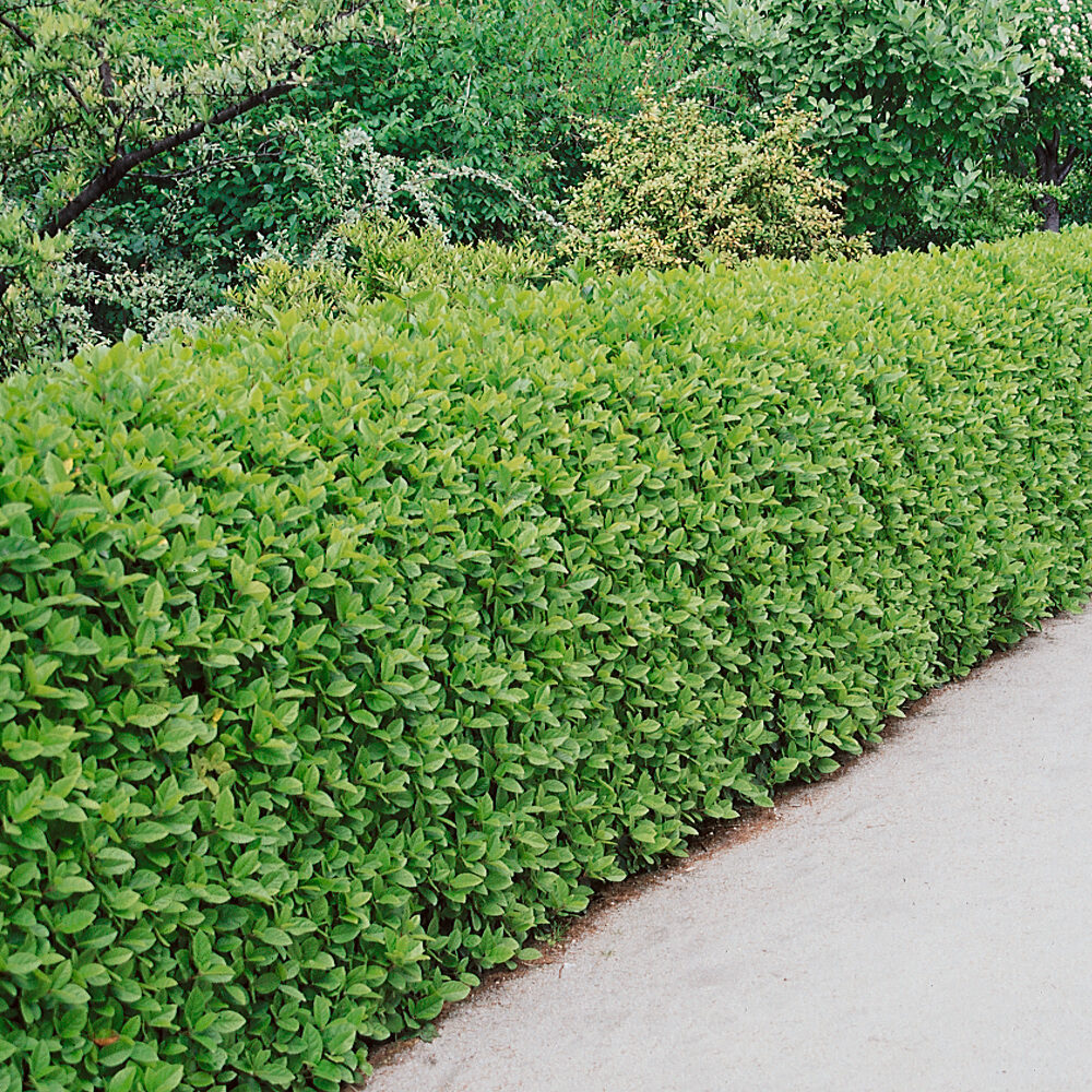Euonymus japonicus Hungaroplant.hu