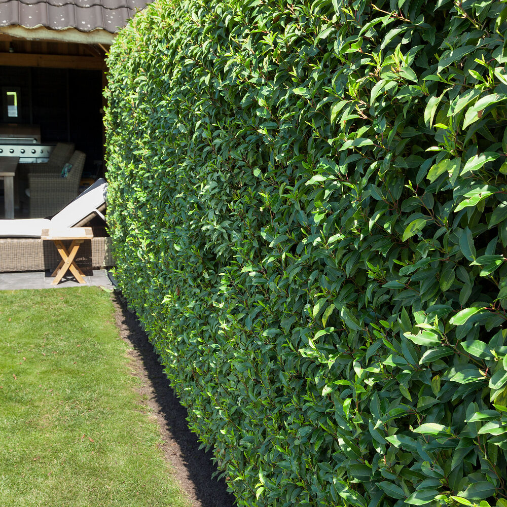 Prunus lusitanica Angustifolia Hungaroplant.hu