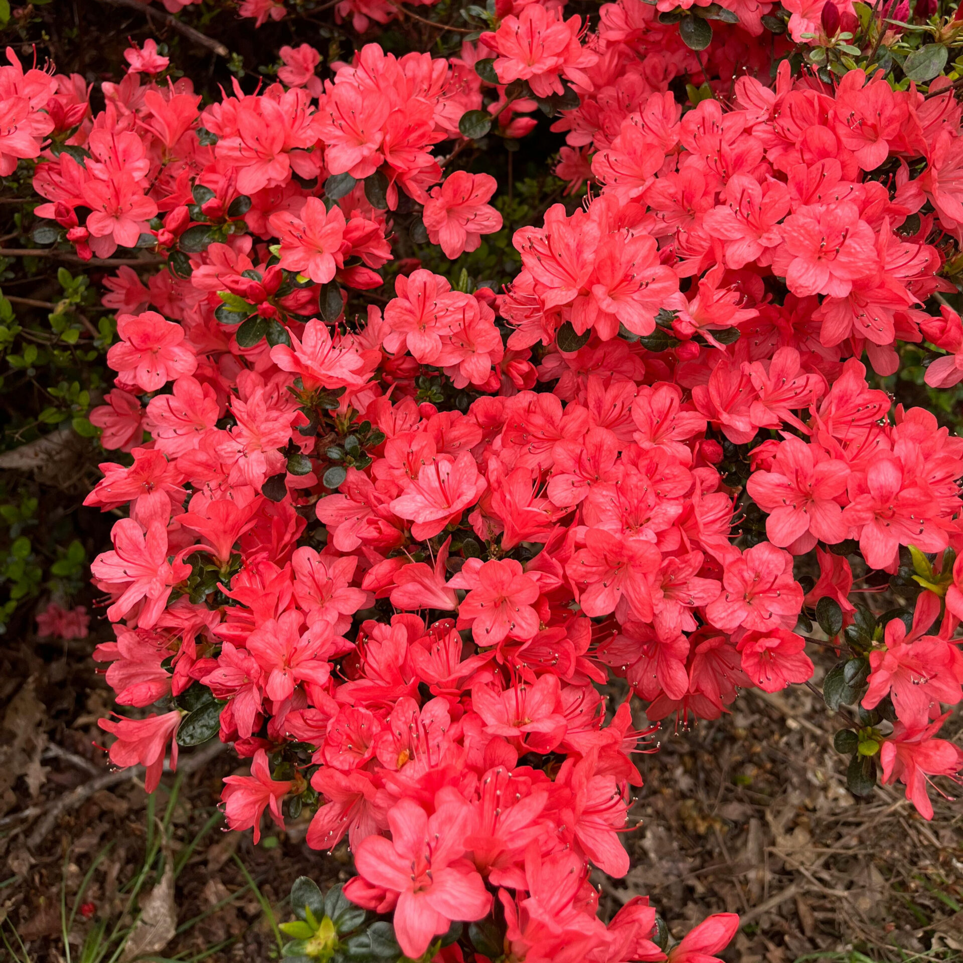 azalea japonica ‘sakata red’